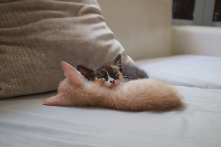 Кремиране на котка – отдайте почит на домашния любимец кремиране на котка